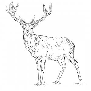 Coloriages De Biches Faons Et Cerfs Imprimer Avec T Te Modeler