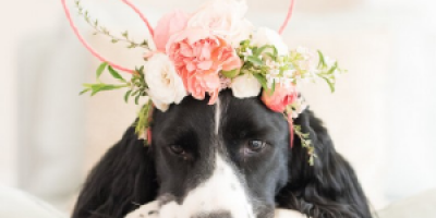 La chasse aux œufs de Pâques est très attendue par les enfants, retrouvez une sélection de 10 belles et grandes chasses aux œufs partout en France pour 2018 ! Si vous cherchez une activité à faire pour les enfants à Pâques, cette liste devrait vous aider