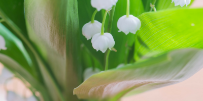 La fête du travail 2021 se fêtera le 1er mai 2021. Aussi appelé fête des travailleurs ou fête du muguet, le 1er mai est toujours férié en France. Le 1er mai, on rend hommage aux grandes manifestations de 1890. Retrouvez des infos sur la fête et sur le mug