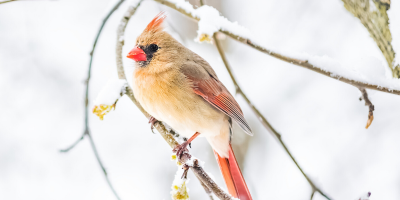 Quand les jours se raccourcissent et que les températures baissent, les oiseaux migrateurs partent vers des régions et des pays chaud...