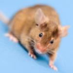 Les soins du Hamster