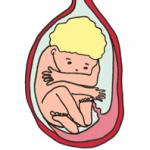 S'il ne l'a pas encore fait, votre bébé va se retourner pour adopter une position foetale tête en bas. La position foetale est la position la plus adaptée pour faciliter un accouchement par les voies naturelles.