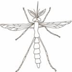 Coloriage des insectes