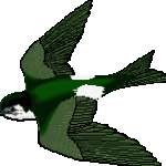 Oiseau hirondelle
