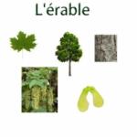 Les plantes : les plantes et les arbres