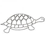 dessin d'une tortue