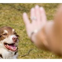 Quelle conduite à tenir en cas de morsure par un animal, que dois-je faire sir mon enfant est mordu par un animal ?