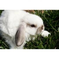 Alimentation du lapin nain