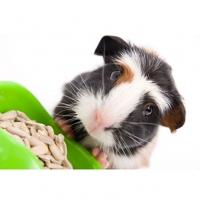 L'alimentation du cochon d'Inde