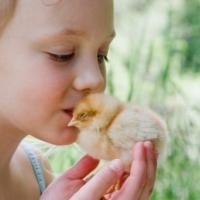 Prendre soin des oiseaux