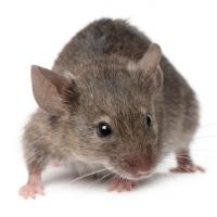 Souris