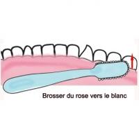 Sens du brossage des dents
