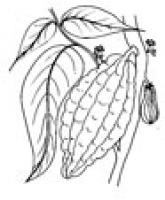 cacao