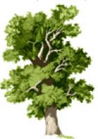 arbre