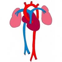 Circulation du foetus à 3 mois