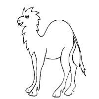 dromadaire