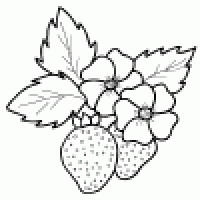 Fraise