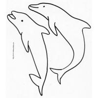 dauphins