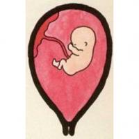 Au 3 ème mois de grossesse le foetus prend figure humaine