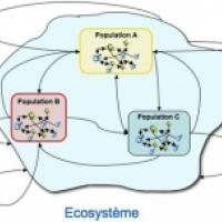 Ecosystème