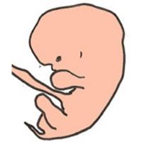 Pendant la sixième semaine bébé continue sa formation