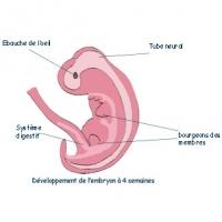 Sommaire premier mois de grossesse