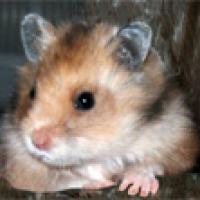 Hamster