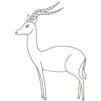impala