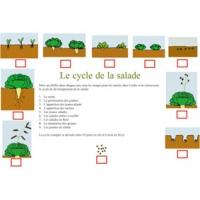 Connaître le cycle de vie des salades