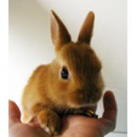 Le lapin nain
