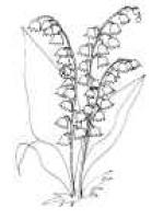 Muguet