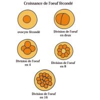 Formation de la molura pendant la grossesse