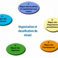 organisation du vivant