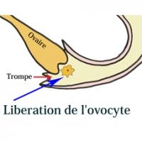 La période de fécondation et grossesse