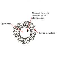 L'ovocyte est la plus précieuse des cellules