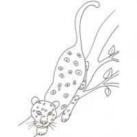 Coloriage d'une panthère