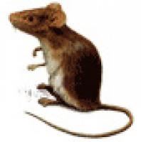 aliment souris