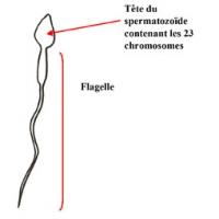 Les spermatozoïdes sont porteurs d'un chromosome X ou Y qui détermine le sexe de bébé