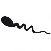 Le spermatozoïde