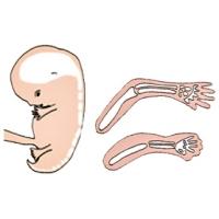 La formation du squelette pendant le 3 ème mois de grossesse