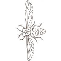 Coloriages sur les insectes