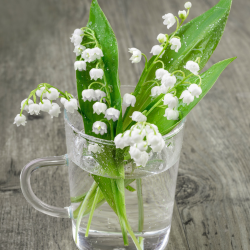 1er mai - fête du muguet, fête du travail