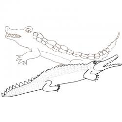 Crocodiles