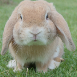 Lapin
