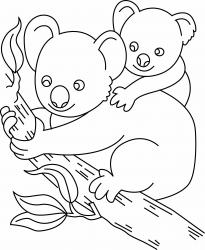 Coloriage D Un Koala Tete A Modeler