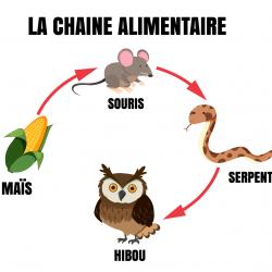 Définition et illustration simple de la chaîne alimentaire. La chaîne alimentaire est une suite dans laquelle chaque être vivant mange l'être vivant qui le précède. La chaî