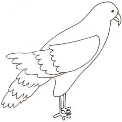 coloriage d'un buzard