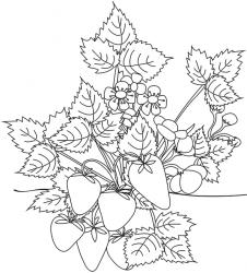 Coloriage d'un beau et gros fraisier