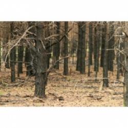 Destruction d'un écosystème