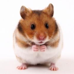 L'alimentation du hamster